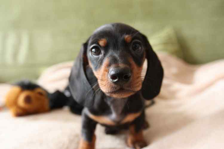 Courageous Dachshund Review